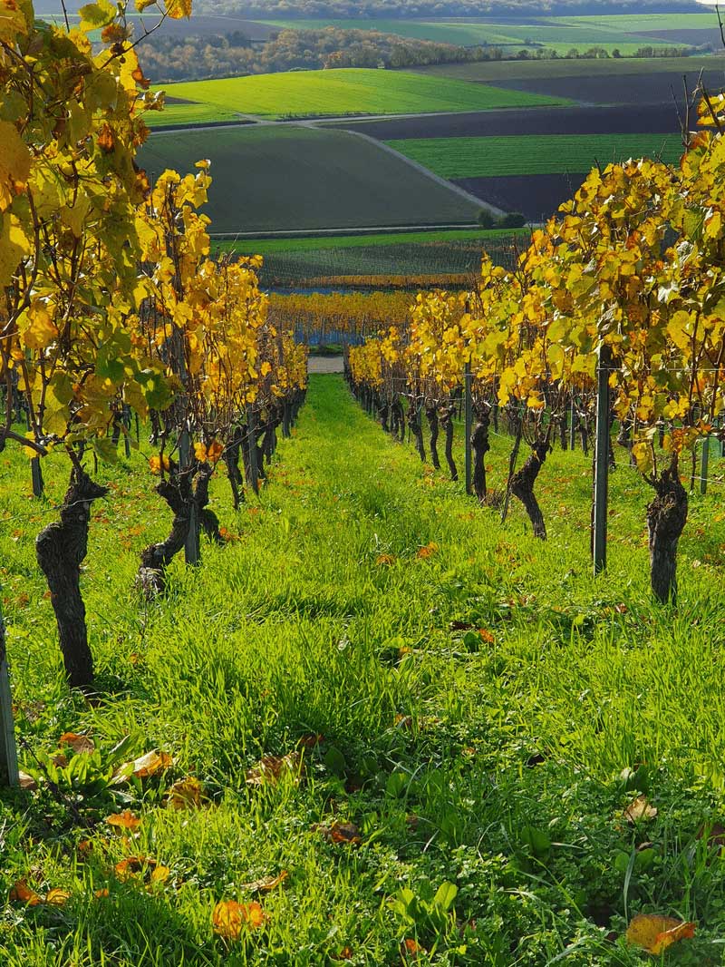 Weingut Lother Weinberg Aussicht