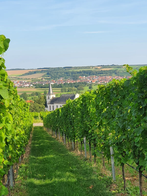 Weingut Lother, Weinberg Wipfeld, Aussicht mit Kirche